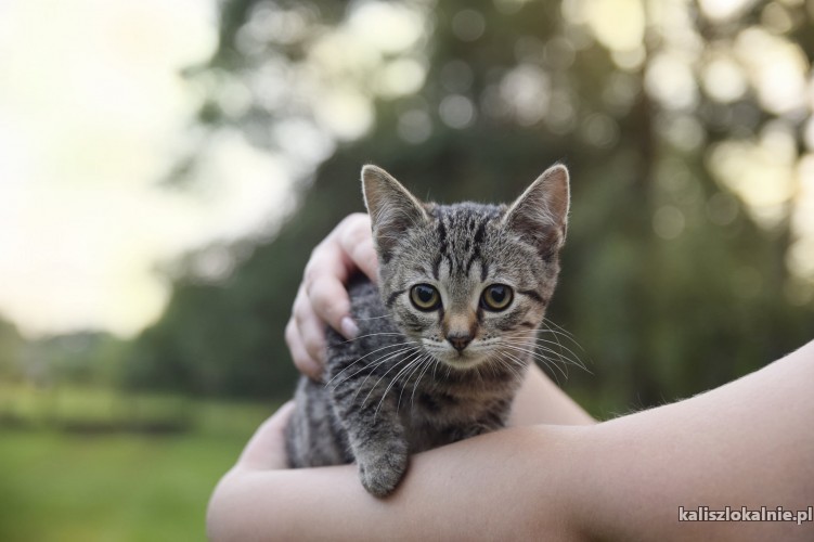 sliczna-3-miesieczna-kicia-do-adopcji-44078-sprzedam.jpg