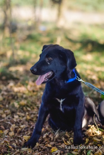 labi-polroczny-szczeniak-szuka-kochajacego-domu-44085-kalisz.jpg