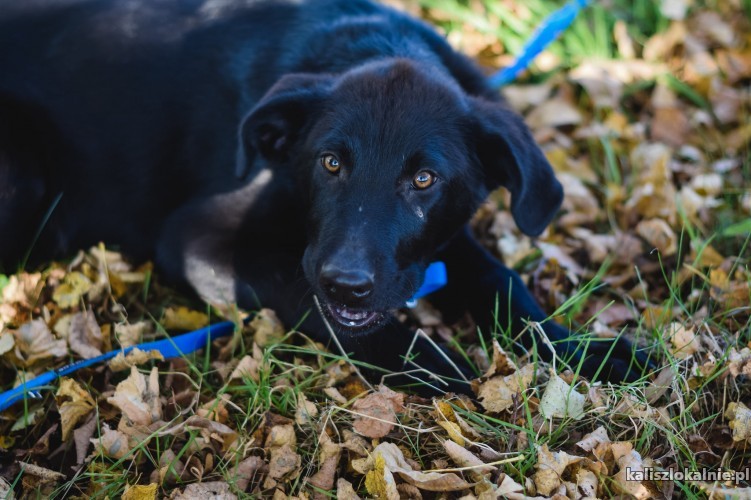 labi-polroczny-szczeniak-szuka-kochajacego-domu-44085-sprzedam.jpg