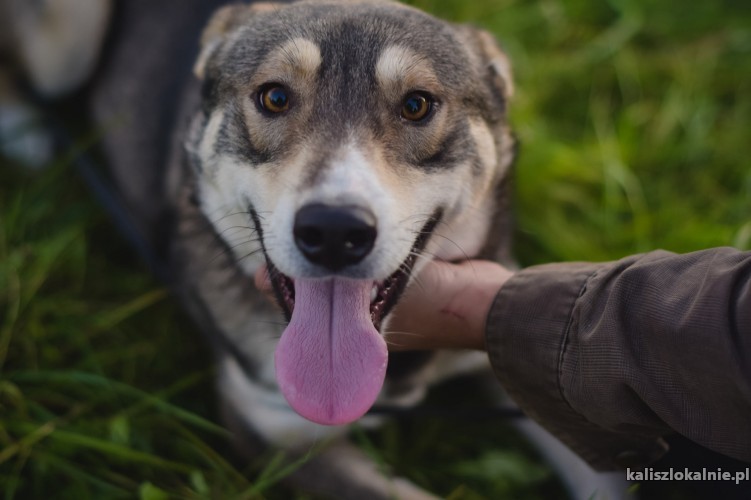 pedros-wesoly-przyjazny-wilczek-do-pokochania-44087-psy.jpg