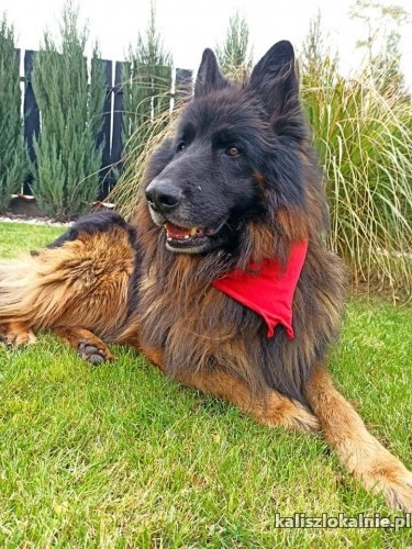 henio-grzeczny-zapatrzony-w-czlowieka-owczarek-do-adopcji-44088-kalisz.jpg