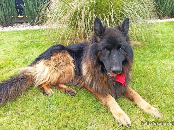 henio-grzeczny-zapatrzony-w-czlowieka-owczarek-do-adopcji-44088-sprzedam.jpg