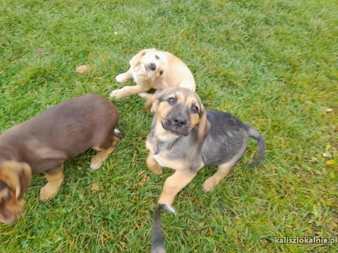 9-tygodniowe-maluchy-do-pokochania-44120-kalisz-do-sprzedania.jpg
