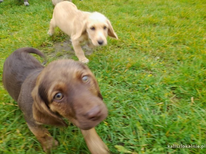 9-tygodniowe-maluchy-do-pokochania-44120-kalisz-na-sprzedaz.jpg