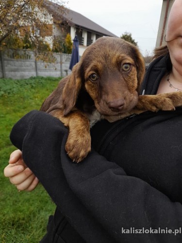 9-tygodniowe-maluchy-do-pokochania-44120-kalisz.jpg