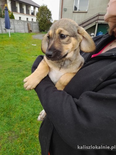 9-tygodniowe-maluchy-do-pokochania-44120-psy.jpg