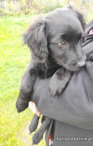 cudne-szczeniaki-szukaja-odpowiedzialnych-domow-44134-kalisz.jpg