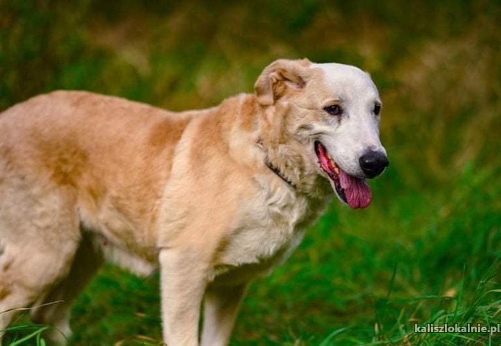 saba-lagodna-spragniona-kontaktu-z-czlowiekiem-44235-psy.jpg