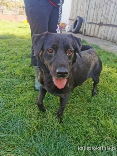 wasyl-rodzinny-labek-mix-szuka-kochajacego-domu-44236-psy.jpg