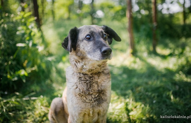 noe-lagodny-psiak-o-ogromnym-sercu-szuka-domu-44279-kalisz-do-sprzedania.jpg
