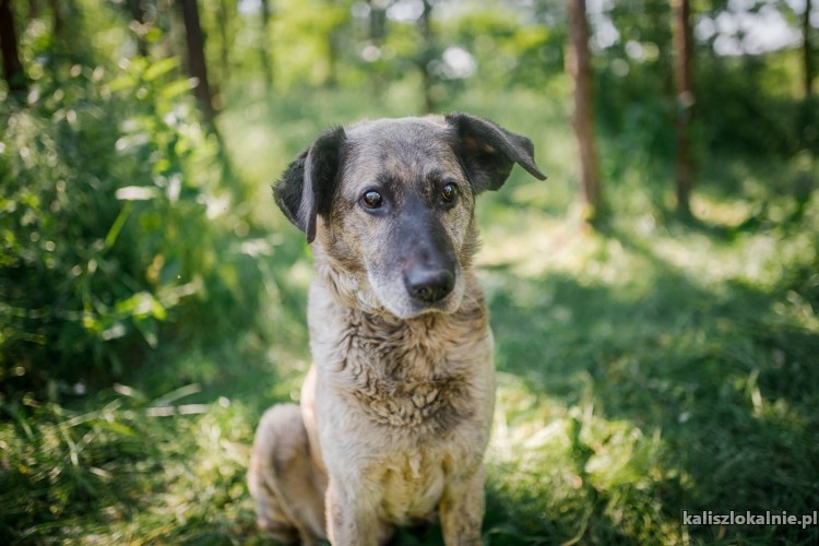 noe-lagodny-psiak-o-ogromnym-sercu-szuka-domu-44279-kalisz-foto.jpg
