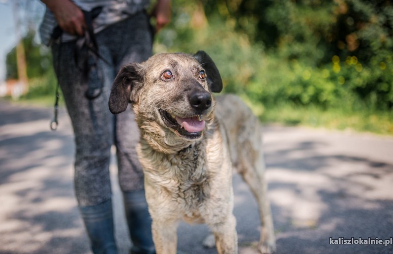 noe-lagodny-psiak-o-ogromnym-sercu-szuka-domu-44279-kalisz-na-sprzedaz.jpg