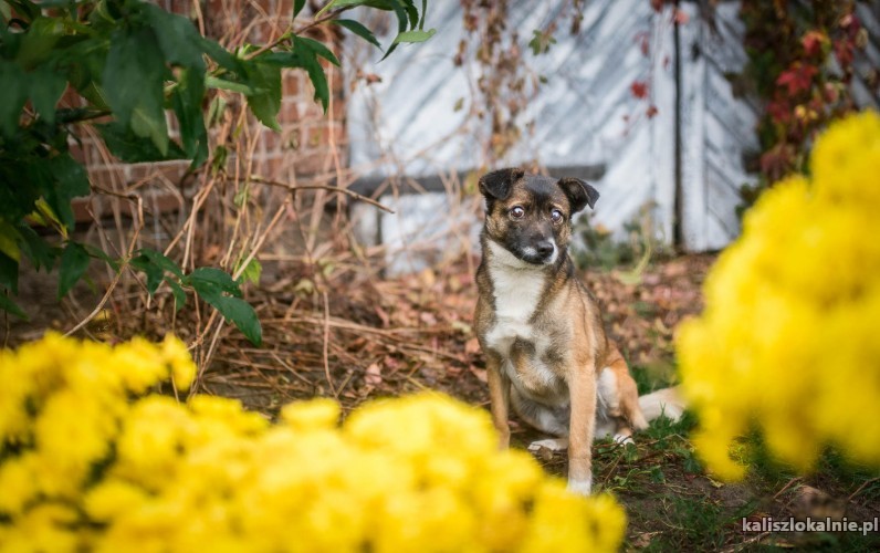 uratowana-przed-smiercia-sleputka-szuka-domu-44285-kalisz-foto.jpg