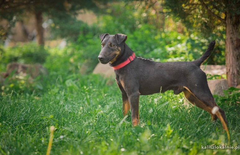 fado-wspanialy-pelen-energii-terrier-mix-44286-zdjecia.jpg