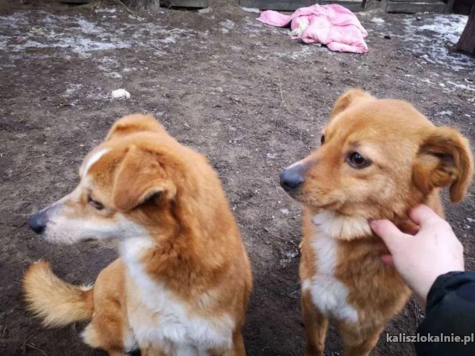 liski-urwiski-dwaj-bracia-z-wojtyszek-szukaja-domu-44287-psy.jpg