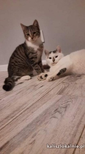 dwa-cudne-koty-szukaja-kochajacego-domu-44315-kalisz-do-sprzedania.jpg