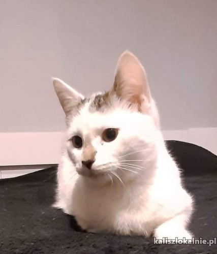 dwa-cudne-koty-szukaja-kochajacego-domu-44315-kalisz-foto.jpg