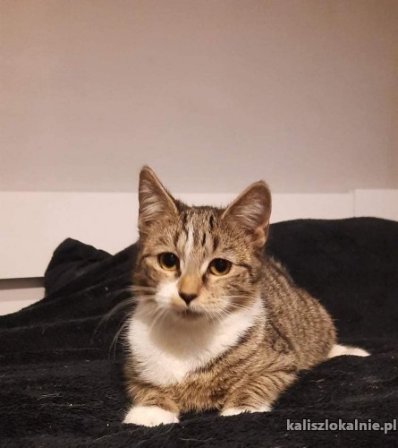 dwa-cudne-koty-szukaja-kochajacego-domu-44315-kalisz-na-sprzedaz.jpg
