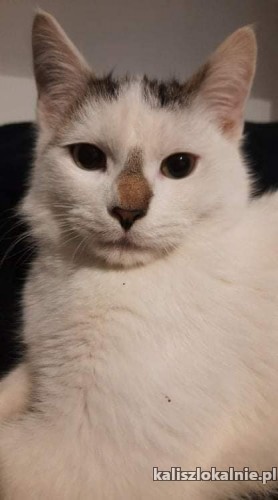 dwa-cudne-koty-szukaja-kochajacego-domu-44315-kalisz.jpg