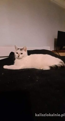 dwa-cudne-koty-szukaja-kochajacego-domu-44315-koty.jpg