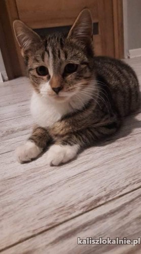 dwa-cudne-koty-szukaja-kochajacego-domu-44315-sprzedam.jpg