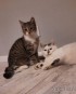 Dwa cudne koty szukają kochającego domu!