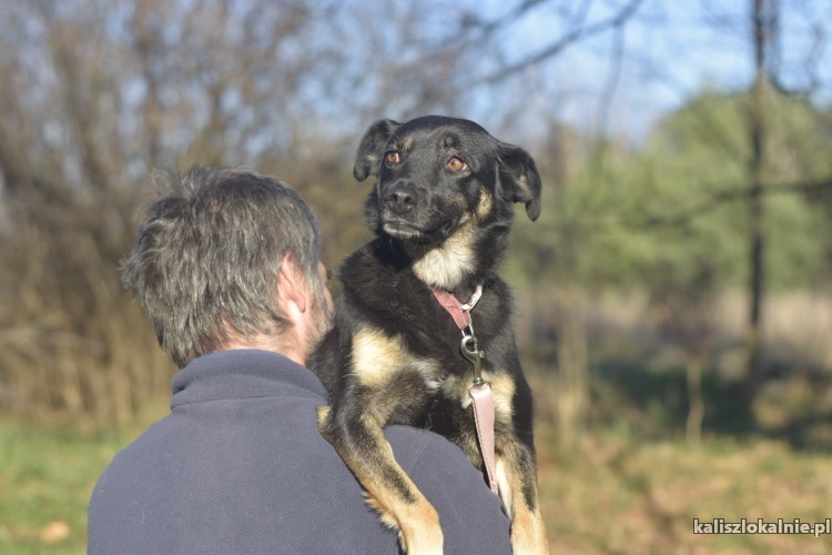 tancerka-przyjazna-niekonfliktowa-sunia-adopcja-44323-psy.jpg