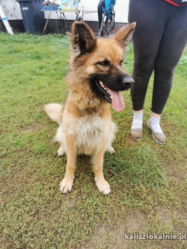 15-roczna-wesola-bella-w-typie-owczarka-do-pokochania-44369-kalisz.jpg