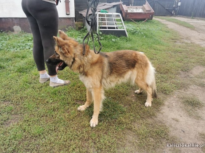 15-roczna-wesola-bella-w-typie-owczarka-do-pokochania-44369-sprzedam.jpg