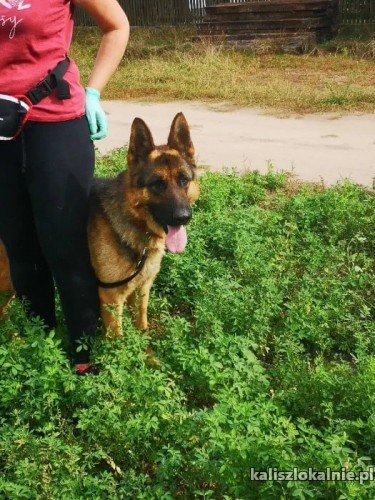 barry-owczarek-do-strozowania-szuka-odpowiedzialnego-domu-44379-kalisz.jpg