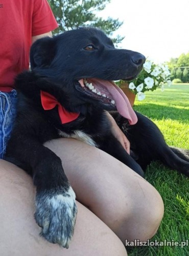 adas-uroczy-i-kochany-psiak-do-pokochania-44429-sprzedam.jpg