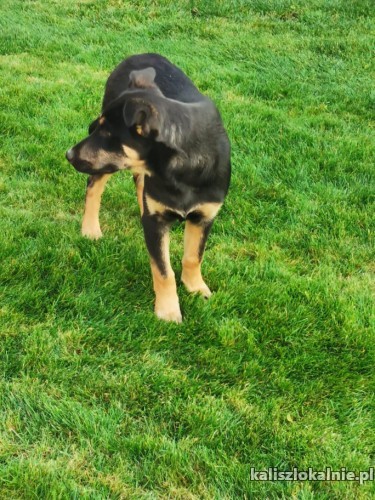 misza-6-miesieczny-szczeniak-do-pokochania-44445-kalisz-foto.jpg
