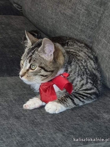 kazik-towarzyski-koci-dzieciak-do-pokochania-44484-kalisz.jpg