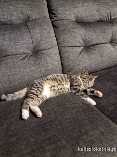 kazik-towarzyski-koci-dzieciak-do-pokochania-44484-koty.jpg