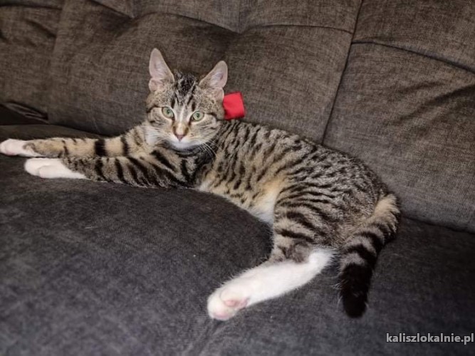 kazik-towarzyski-koci-dzieciak-do-pokochania-44484-sprzedam.jpg