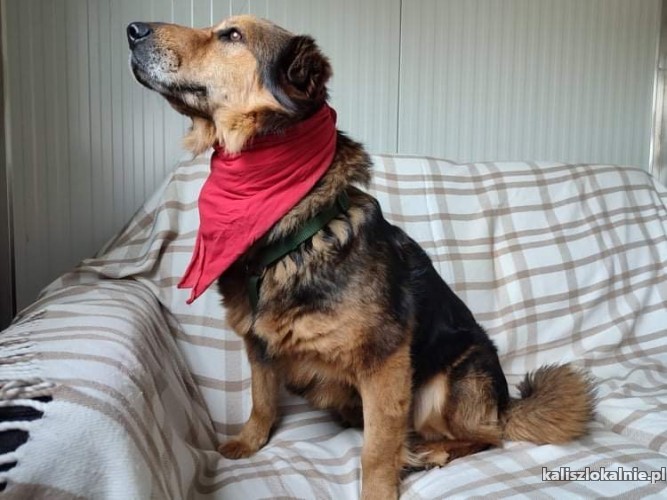 wesola-grzeczna-lukrecja-szuka-domu-44485-psy.jpg