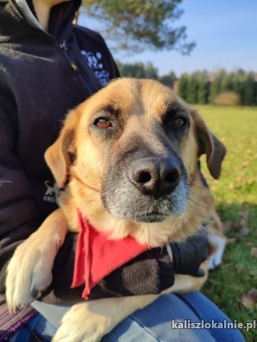 lupinka-kochana-domowa-sunia-o-smutnych-oczach-44488-kalisz.jpg