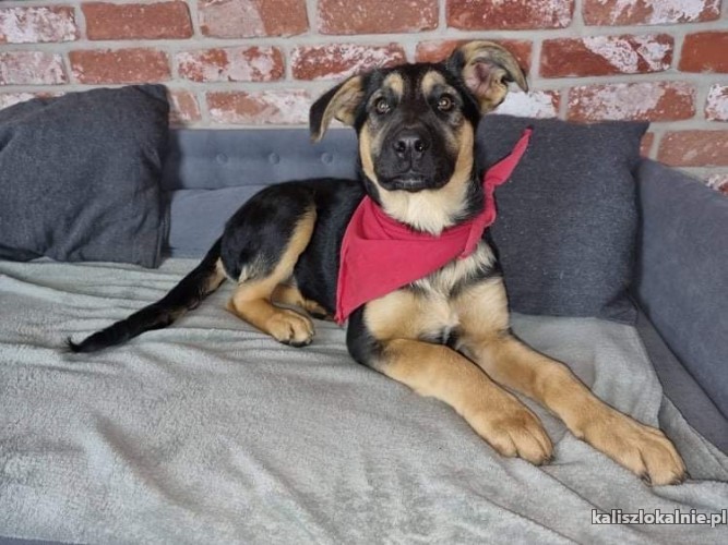masza-6-miesieczna-wesola-sunia-psi-dzieciak-adopcja-44495-kalisz.jpg