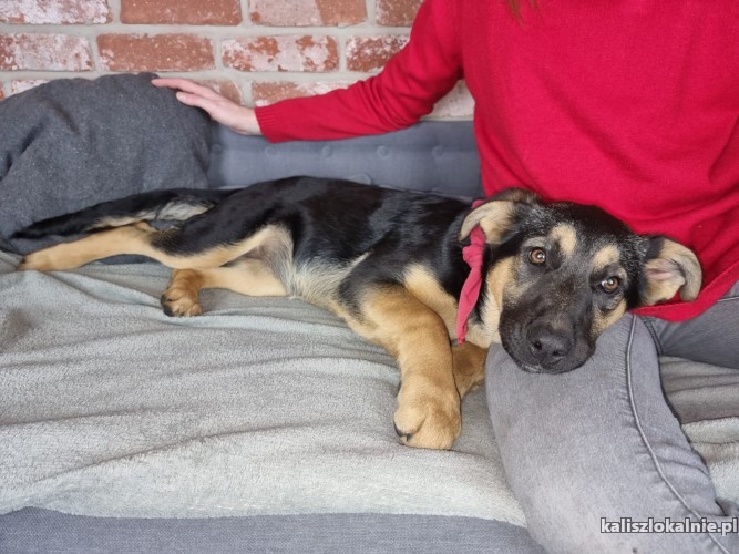masza-6-miesieczna-wesola-sunia-psi-dzieciak-adopcja-44495-psy.jpg