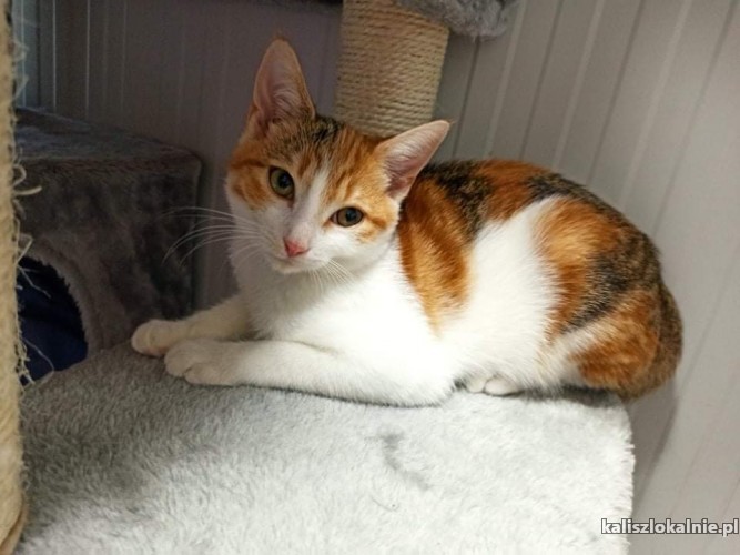 pati-mlodziutka-sliczna-koteczka-do-pokochania-44500-kalisz.jpg