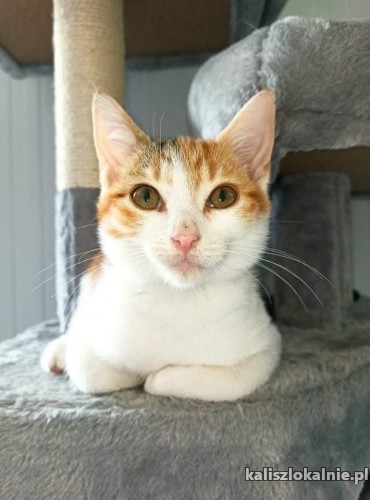 pati-mlodziutka-sliczna-koteczka-do-pokochania-44500-sprzedam.jpg
