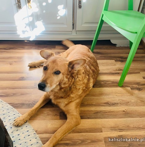 axel-cudny-domowy-i-przyjazny-rudzielec-wypatruje-domku-44565-kalisz.jpg