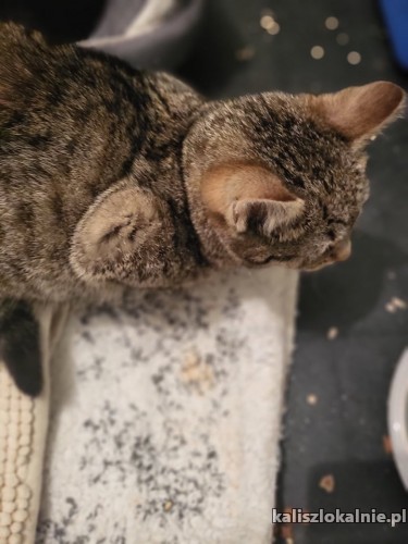 5-miesieczne-koteczki-do-adopcji-44647-kalisz-foto.jpg
