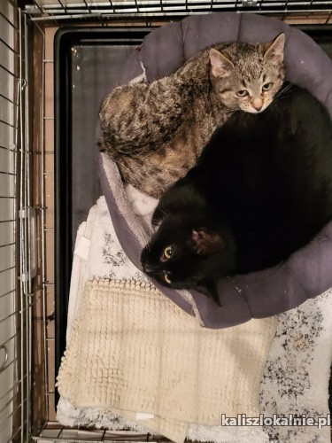 5-miesieczne-koteczki-do-adopcji-44647-kalisz.jpg