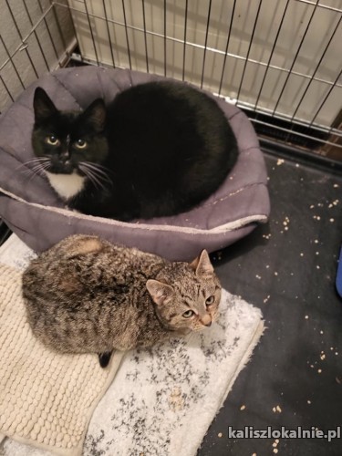 5-miesieczne-koteczki-do-adopcji-44647-koty.jpg