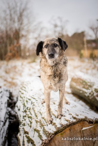 neo-psi-aniol-lagodny-spokojny-psiak-do-pokochania-44684-kalisz.jpg