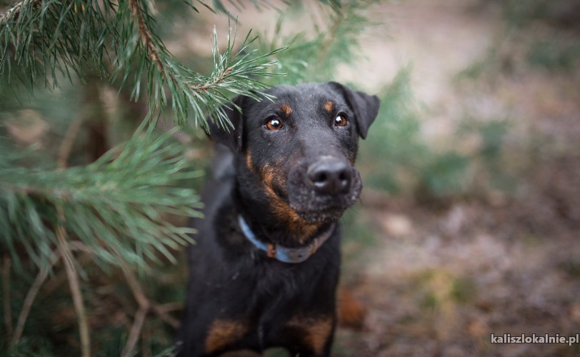fado-terrier-z-krwi-i-kosci-szuka-aktywnego-domu-44733-kalisz-do-sprzedania.jpg