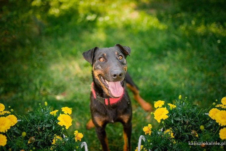 fado-terrier-z-krwi-i-kosci-szuka-aktywnego-domu-44733-kalisz-foto.jpg