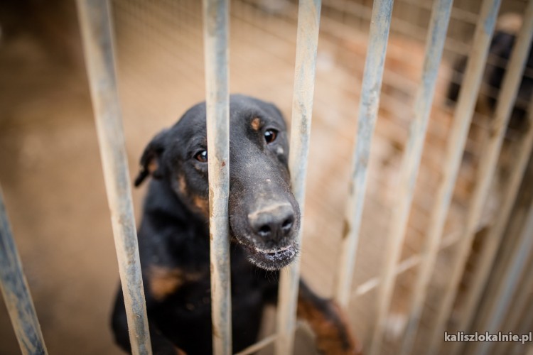 fado-terrier-z-krwi-i-kosci-szuka-aktywnego-domu-44733-kalisz-na-sprzedaz.jpg