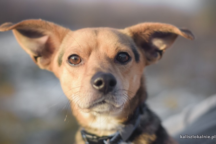malenki-wesoly-piesek-szuka-kochajacego-domu-44831-kalisz.jpg